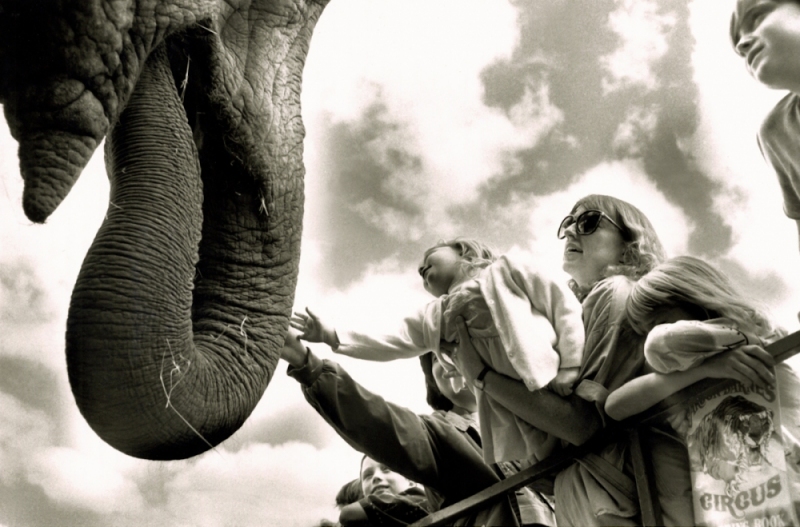 A family takes the opportunity to touch an elephant between shows at a roving circus in McMinnville, Oregon, USA.