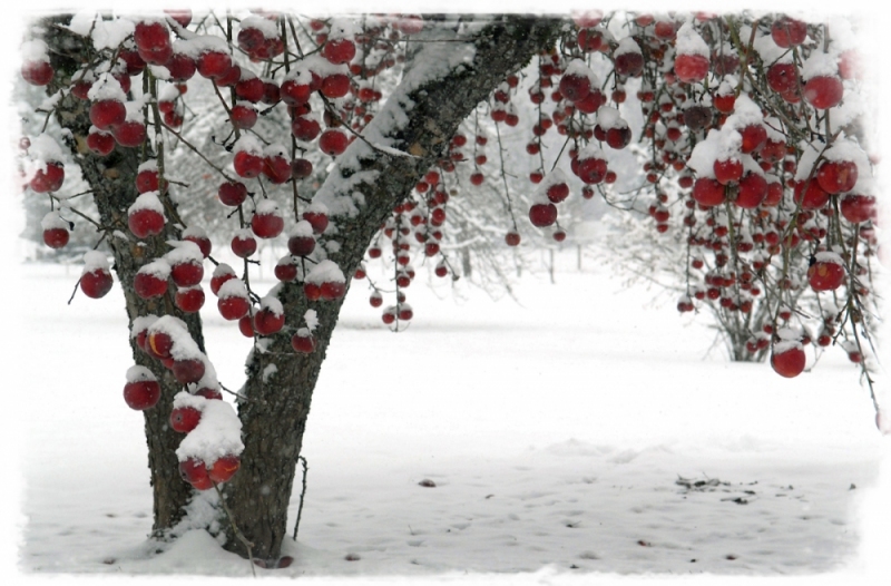 In Newberg, Oregon, an apple tree still carries apples when the town is hit by a snowstorm in December.