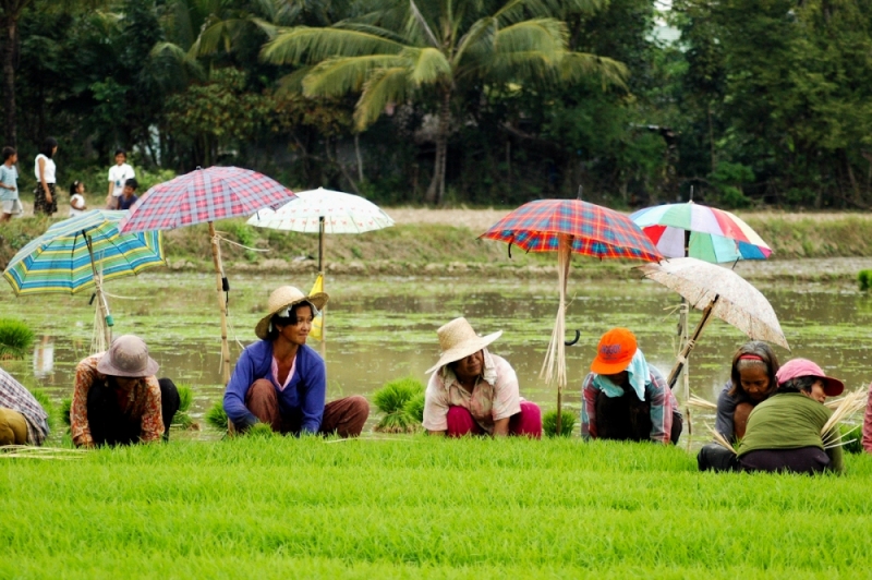 Woman plant rice in the Philippines.