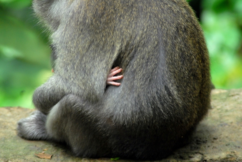 A baby monkey holds onto its mother in the Sacred Monkey Forest in Ubud, Bali, Indonesia.