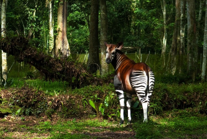 07-Okapi_Reserve-DRC