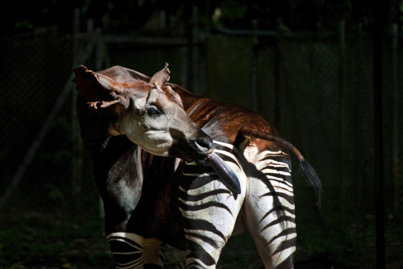 11-Okapi_Reserve-DRC