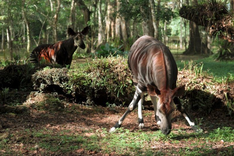 12-Okapi_Reserve-DRC