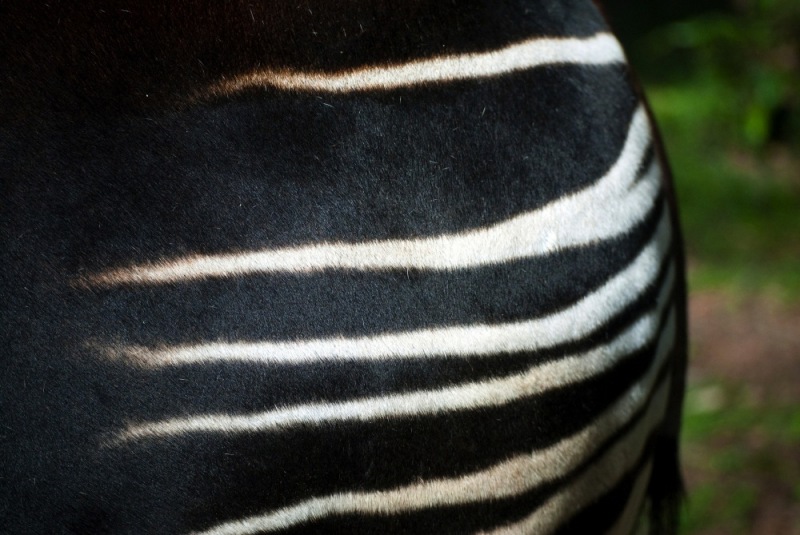 13-Okapi_Reserve-DRC