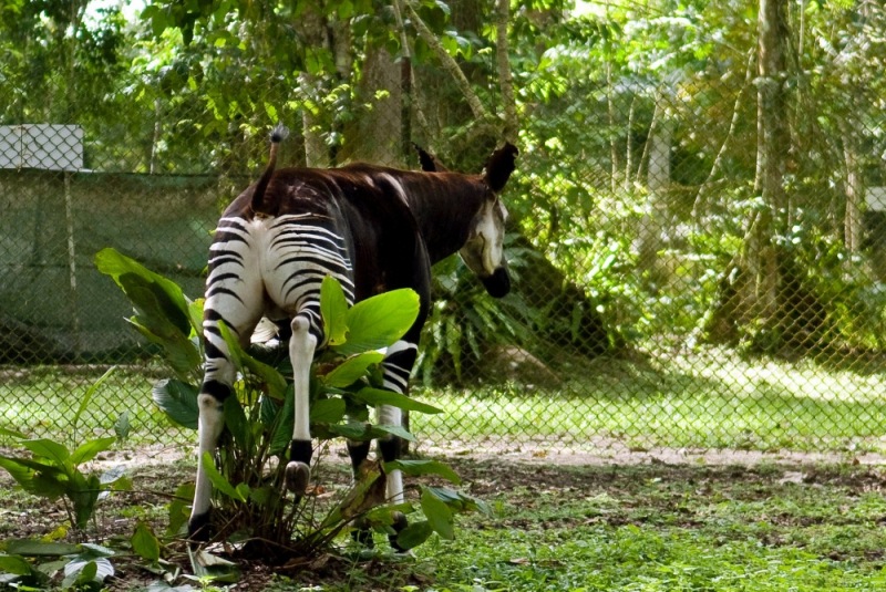 16-Okapi_Reserve-DRC