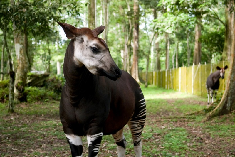 18-Okapi_Reserve-DRC