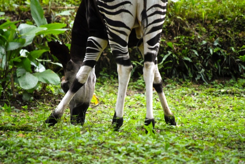 19-Okapi_Reserve-DRC