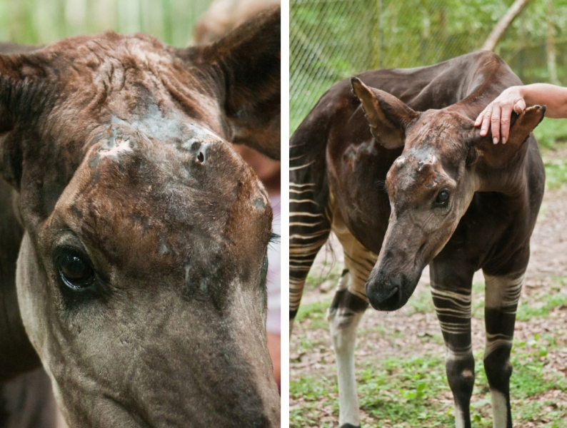 31-Okapi_Reserve-DRC