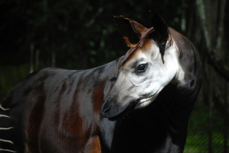 c12-17-Okapi_Reserve-DRC