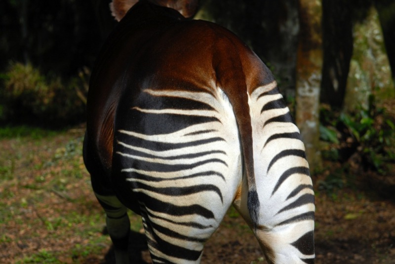 c16-10-Okapi_Reserve-DRC