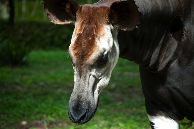 c50-09-Okapi_Reserve-DRC