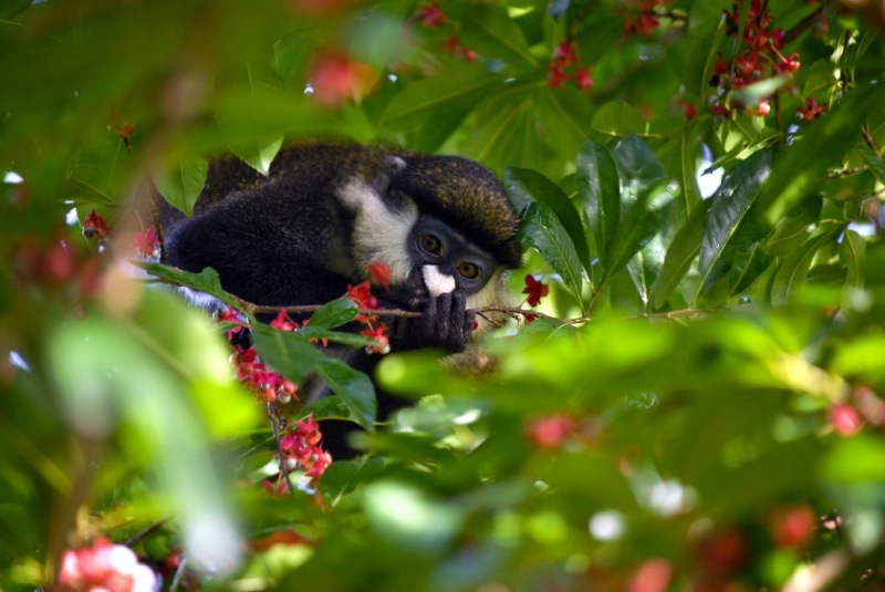 c84-34-Okapi_Reserve-DRC