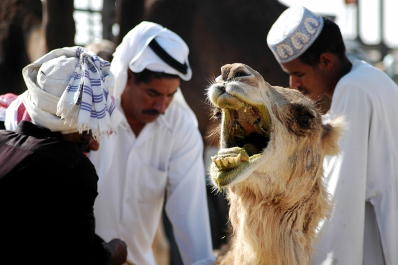 01-Saudi_Camel_Market-1