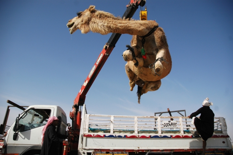 01-Saudi_Camel_Market-2