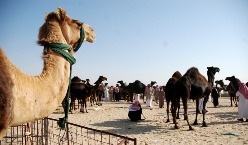 01-Saudi_Camel_Market-4