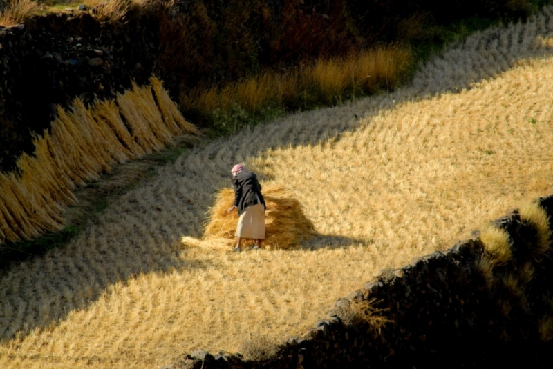 28-Yemen-Harvesting_in_Haraz_Mt2