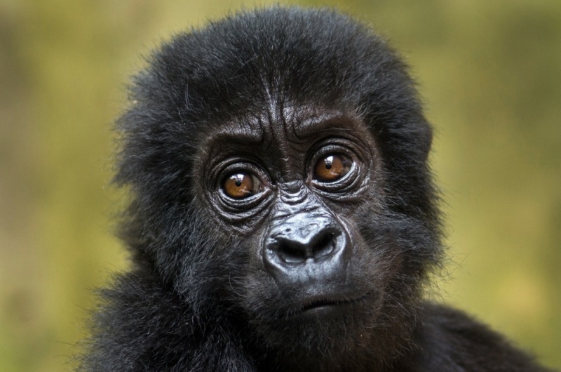 Virunga National Park, DRC