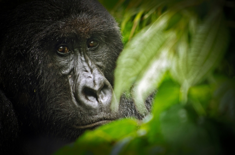 Virunga National Park, DRC