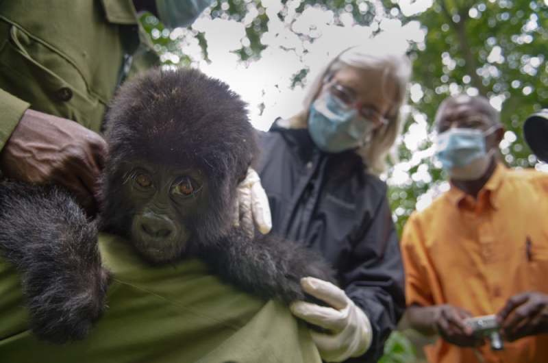 Virunga National Park, DRC