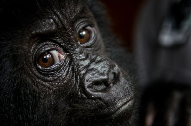 Virunga National Park, DRC