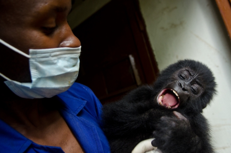 Virunga National Park, DRC