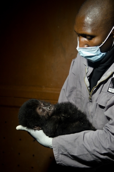 Virunga National Park, DRC