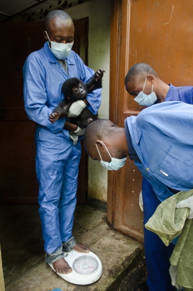 Virunga National Park, DRC