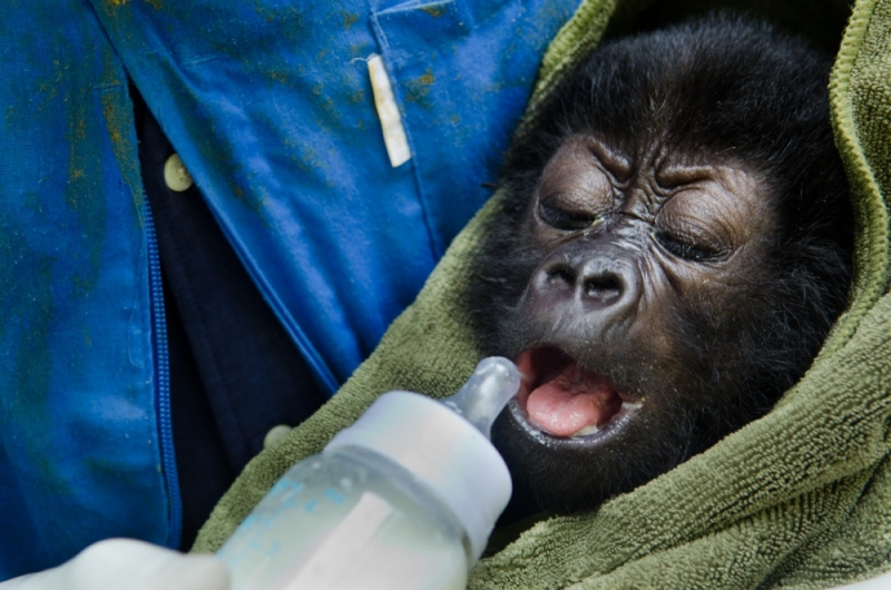 Virunga National Park, DRC