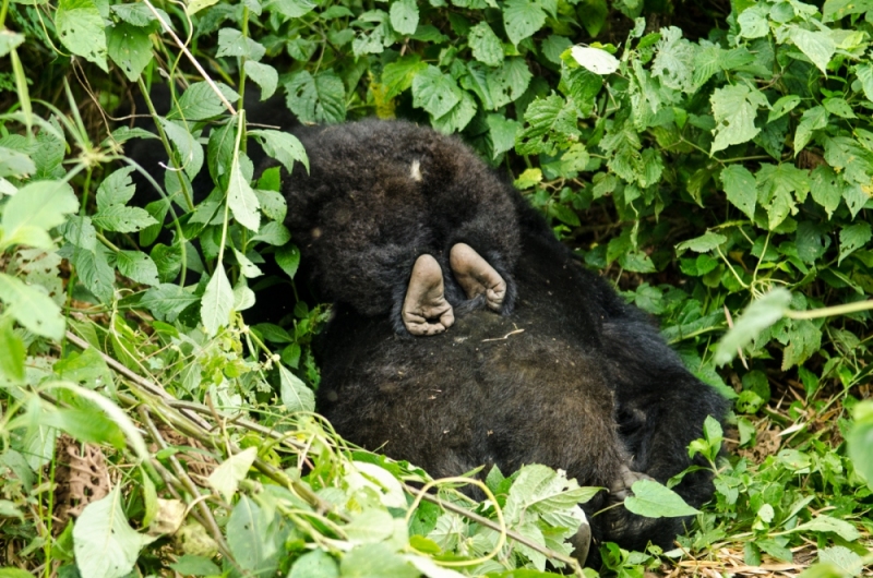 Virunga National Park, DRC