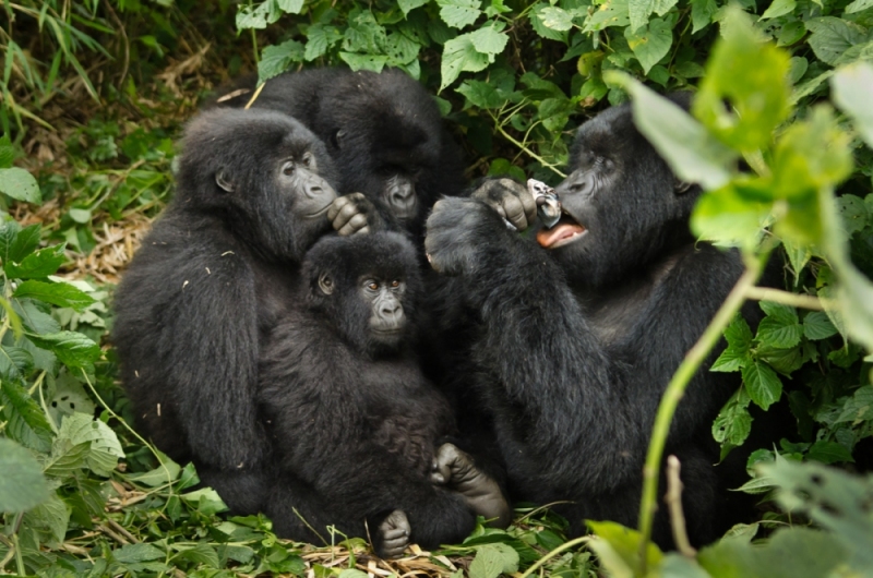 Virunga National Park, DRC
