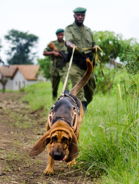 Virunga National Park, DRC