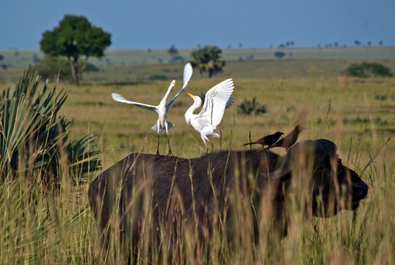 02Buffalo-Cattle_Egrets-Uganda