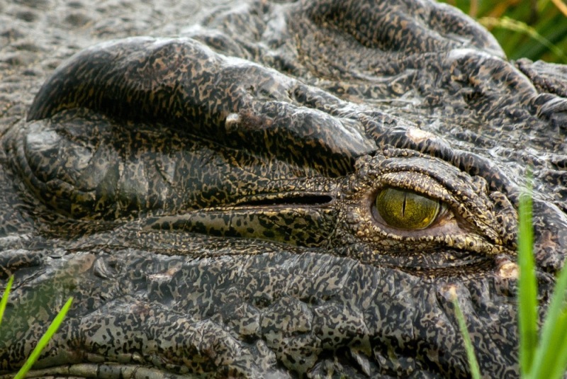 Virunga National Park Wildlife