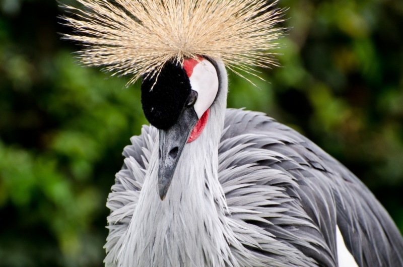 08Crowned_Crane-2