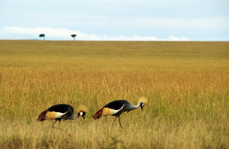 09Crowned_Crane-Mara