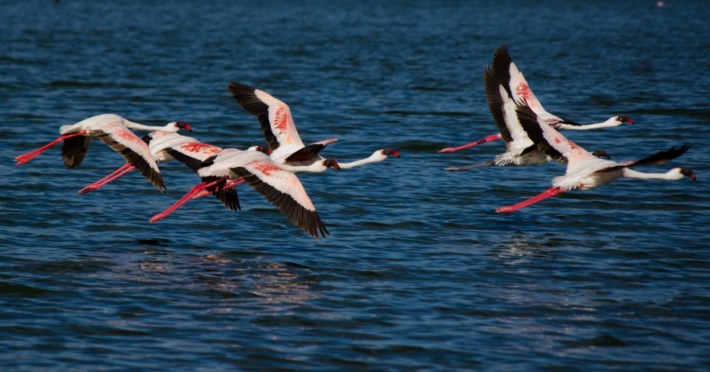 10Lesser_Flamingo-2