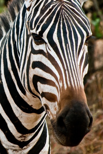 13Tsavo_Zebra-1