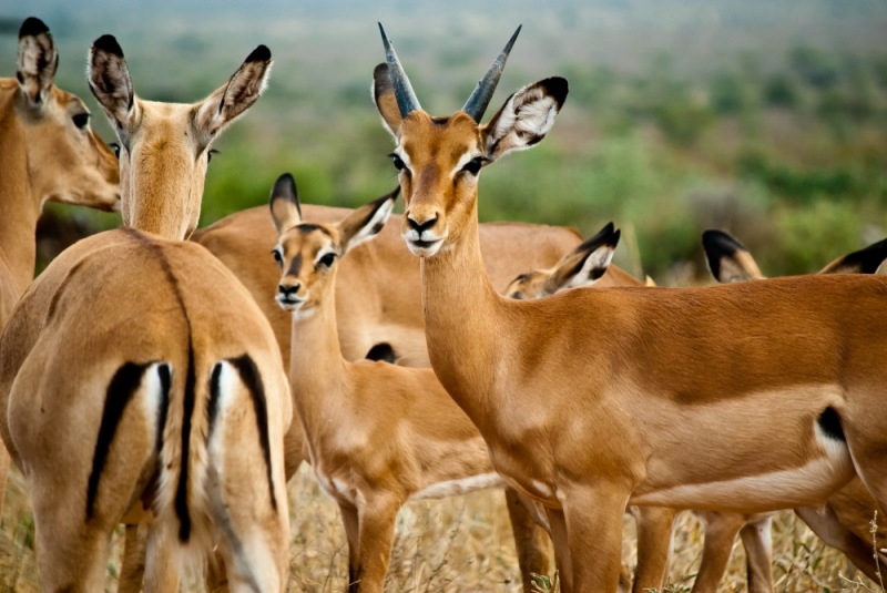 18Tsavo_Impala