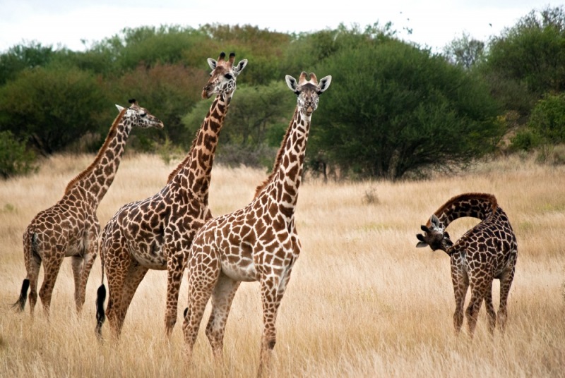 19Tsavo_Giraffe-1