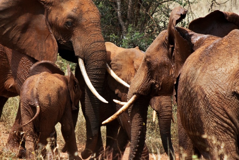 20Tsavo_Elephants-1