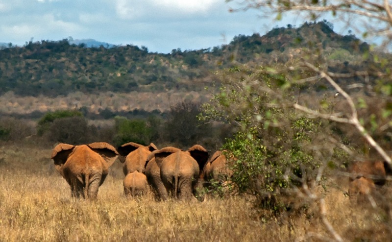 21Elephant_Butts