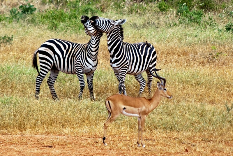 22Tsavo_Zebra-Impala