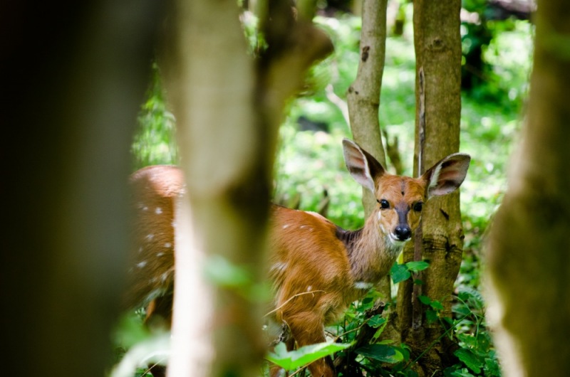 Antelope in Rumangabo Camp