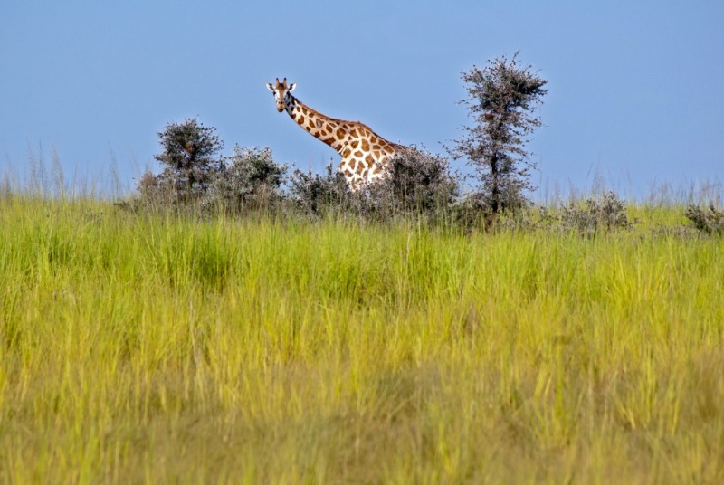 25-Giraffe-Uganda