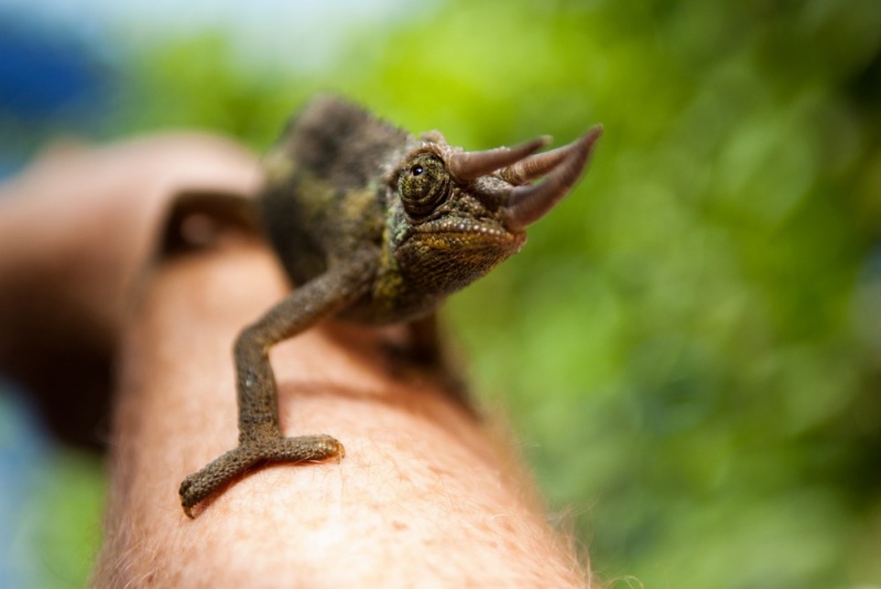 c23-01Chameleon-Kenya