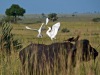 02Buffalo-Cattle_Egrets-Uganda